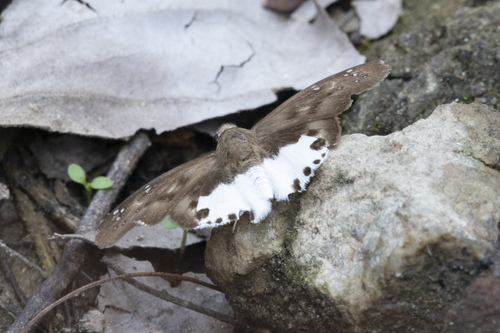 Dark-edged Snow Flat