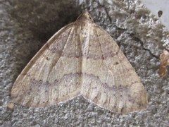 Idiotephria debilitata