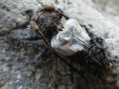 Pogonocherus dimidiatus