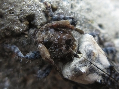 Pogonocherus dimidiatus