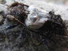 Pogonocherus dimidiatus