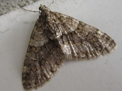 Esakiopteryx volitans
