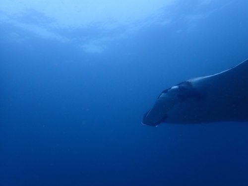 Mobula birostris