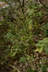 Blumea lanceolaria