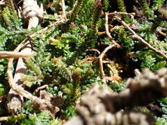 Selaginella viridula