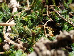 Selaginella viridula