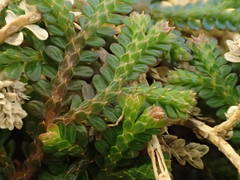 Selaginella viridula