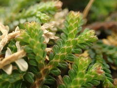 Selaginella viridula
