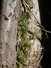Selaginella viridula