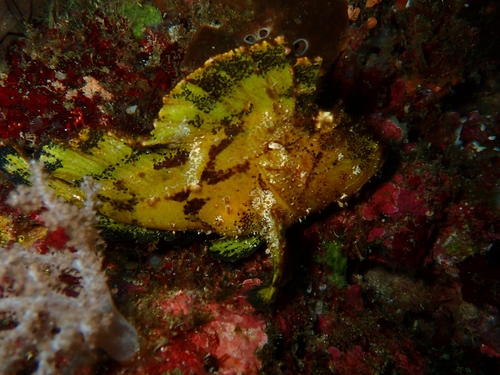 Taenianotus triacanthus