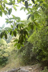 Ficus beddomei