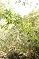 Ficus beddomei