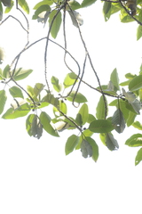 Ficus beddomei