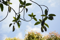 Ficus beddomei
