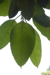 Ficus beddomei