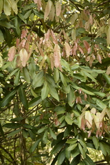 Dimocarpus longan