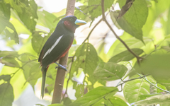 Cymbirhynchus macrorhynchos