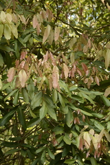 Dimocarpus longan