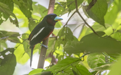 Cymbirhynchus macrorhynchos