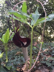 Arisaema thunbergii urashima