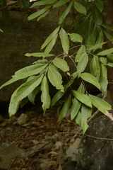Dimocarpus longan