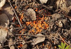 Byssonectria terrestris