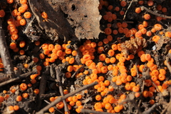 Byssonectria terrestris