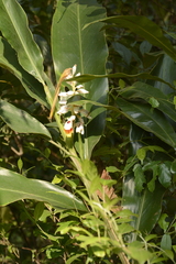 Alpinia malaccensis