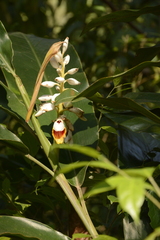Alpinia malaccensis