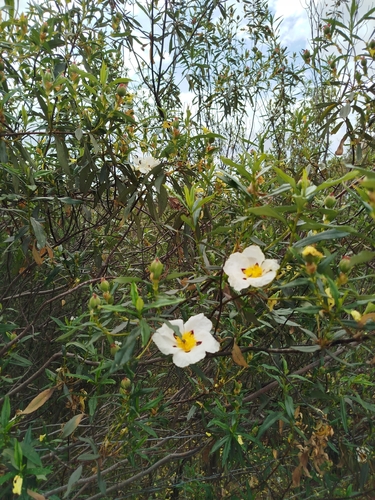 Gum Rock-rose