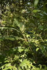 Alpinia malaccensis