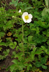 Drymocallis rupestris