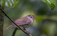 Malacopteron cinereum