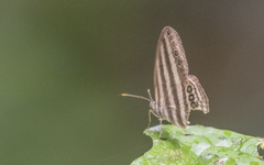 Ragadia makuta siponta