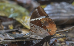 Thauria aliris pseudaliris