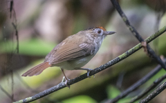 Malacopteron cinereum