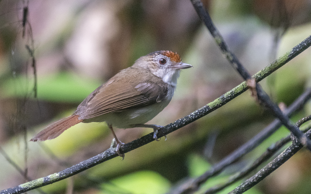 Scaly-crowned Babbler photo