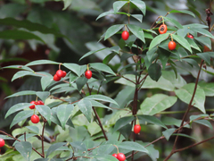 Wikstroemia nutans