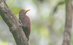 Blythipicus rubiginosus