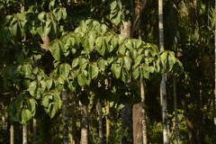 Sterculia guttata