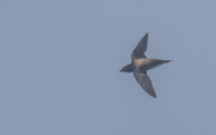 Hirundapus giganteus