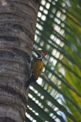 Dinopium benghalense