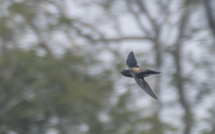 Hirundapus giganteus