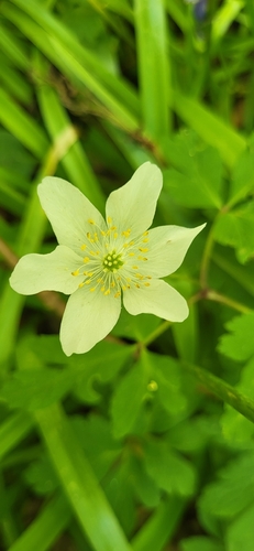 Anemone × lipsiensis, photograph 4