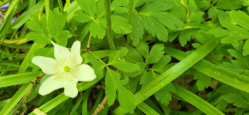 Anemone × lipsiensis, photograph 5