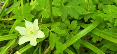 Anemone × lipsiensis, photograph Karen Timmins, CC0, iNaturalist via GBIF