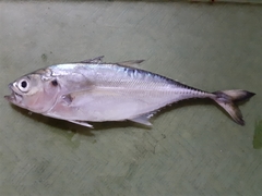 Megalaspis cordyla