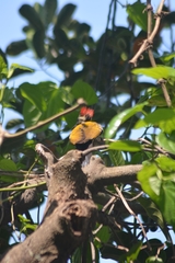 Dinopium benghalense