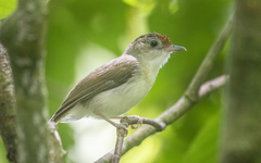 Malacopteron cinereum