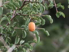 Ximenia
